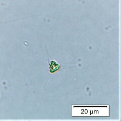 Treubaria triappendiculata