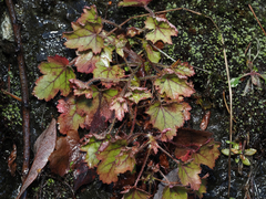 Heuchera micrantha