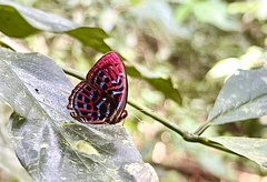 Paralaxita damajanti
