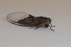 Atrapsalta corticina