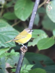Chlorospingus flavopectus
