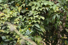 Trichosanthes bracteata