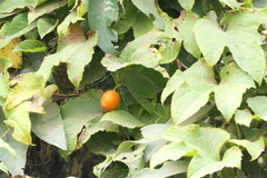Trichosanthes bracteata