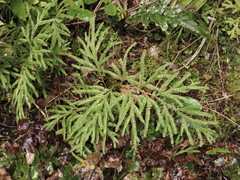Lycopodium volubile