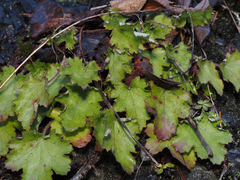Heuchera micrantha