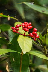 Ixora chinensis