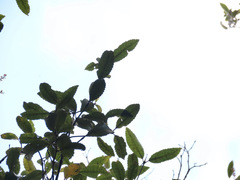 Elaeocarpus hookerianus