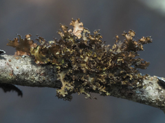 Tuckermanopsis orbata