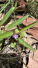 Eremophila debilis