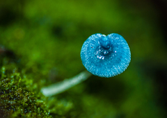 Mycena interrupta