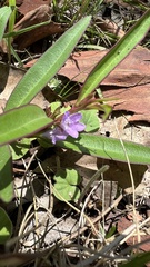 Eremophila debilis