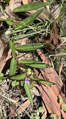Eremophila debilis