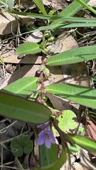 Eremophila debilis