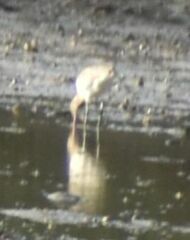 Limosa