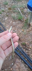Psammophis crucifer