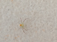 Misumessus oblongus