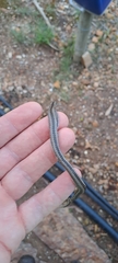 Psammophis crucifer