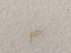 Misumessus oblongus