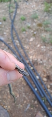 Psammophis crucifer