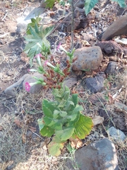 Nicotiana tabacum