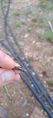 Psammophis crucifer