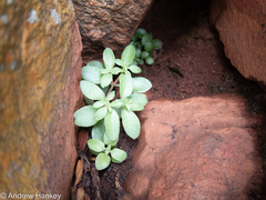 Crassula expansa
