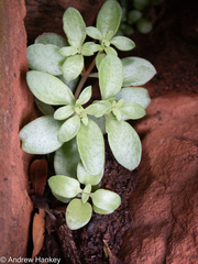 Crassula expansa