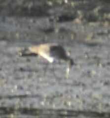 Limosa