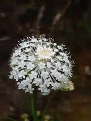 Trachymene composita