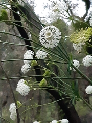 Trachymene composita