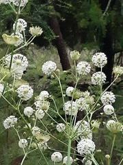 Trachymene composita