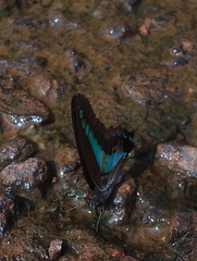 Graphium teredon