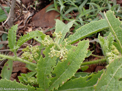 Cyphostemma