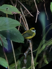 Tangara icterocephala