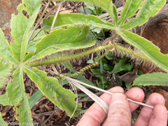 Cyphostemma