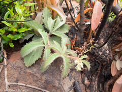 Cyphostemma
