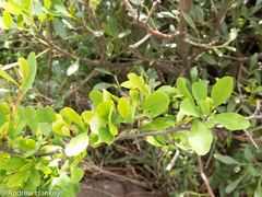 Erythroxylum delagoense