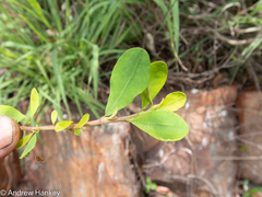 Erythroxylum delagoense