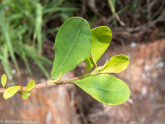Erythroxylum delagoense
