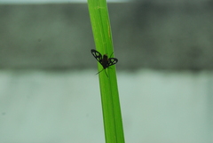 Amata huebneri