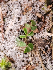 Medicago lupulina