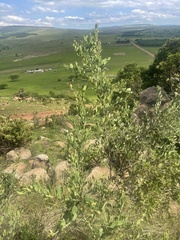Osyris lanceolata