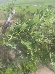 Osyris lanceolata