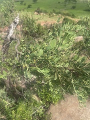 Osyris lanceolata