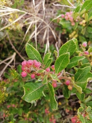 Searsia laevigata