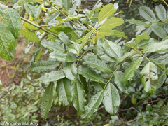 Dalbergia obovata