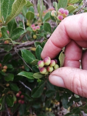 Searsia laevigata