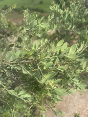 Osyris lanceolata
