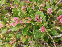 Searsia laevigata