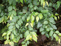 Halleria lucida